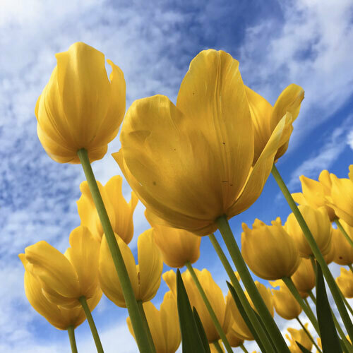 Yellow tulips reaching up against a blue sky with wispy clouds.