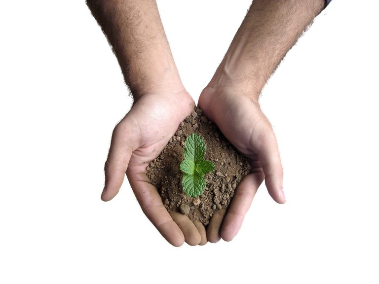 Hands cupping soil with a small green seedling growing in the center.